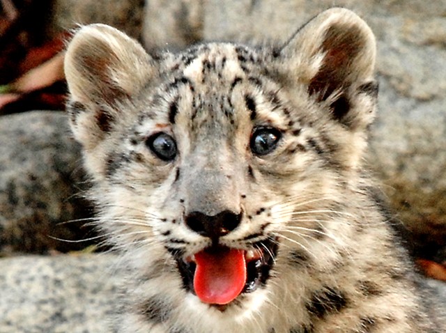 090909 Snow Leopard