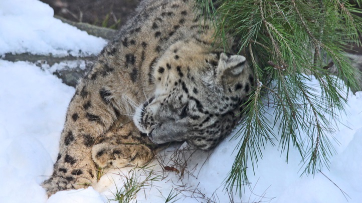 snowleopard2345645