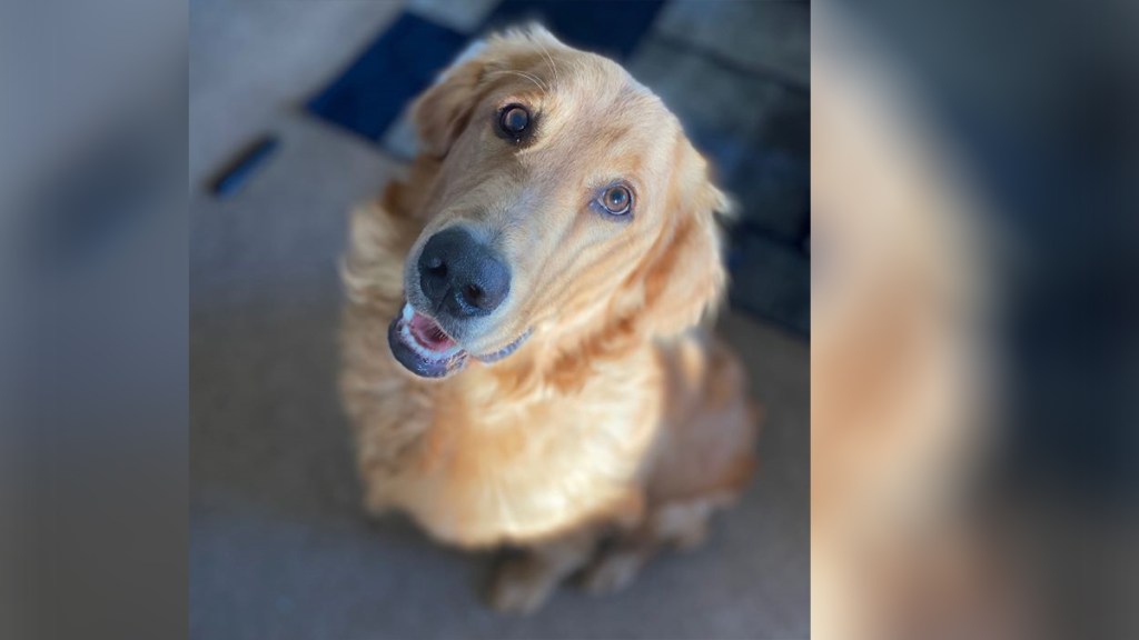 Aesthetic Cats Pet Simulator Codes For Giant