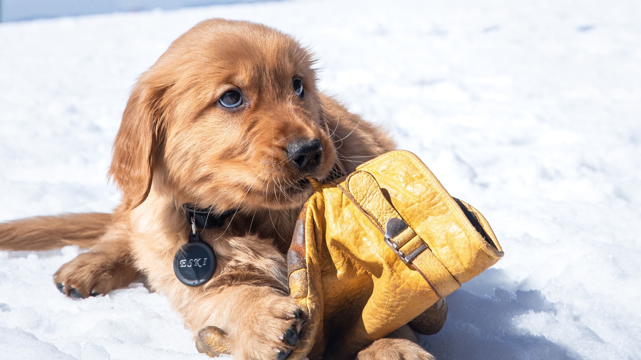 kobe bryant dog jersey