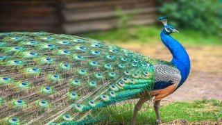 standard peacock