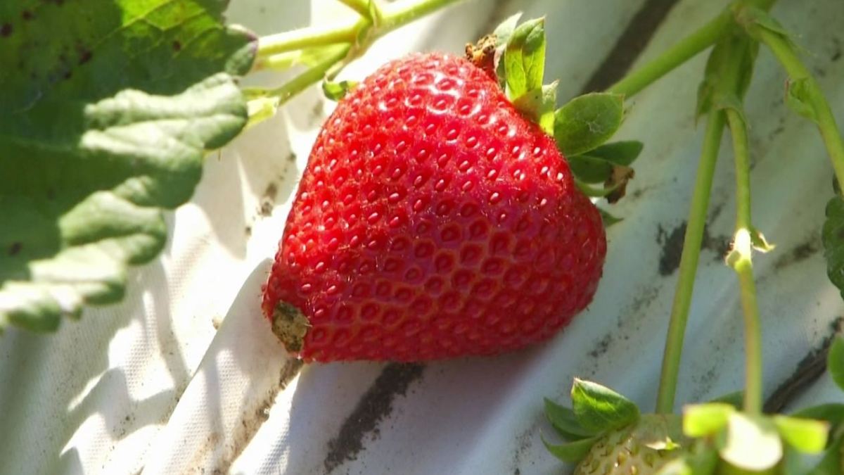 Spring Strawberry Crop Could be Reduced by Groundwater Squeeze NBC