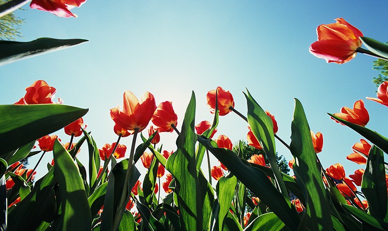 sunny-day-flowers
