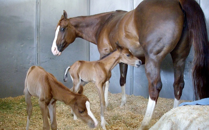 sunnyangeltwinfoals