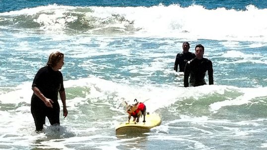 surfcitysurfd