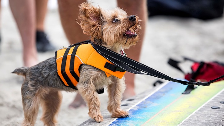 surfdogclasses03984