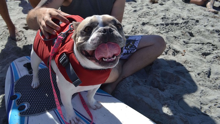 surfdogfrenchieonland