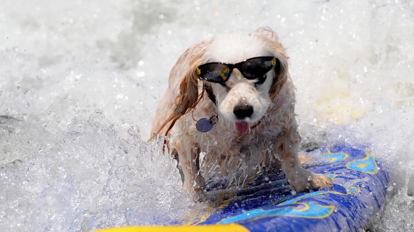 surfing-dog-p1-071008