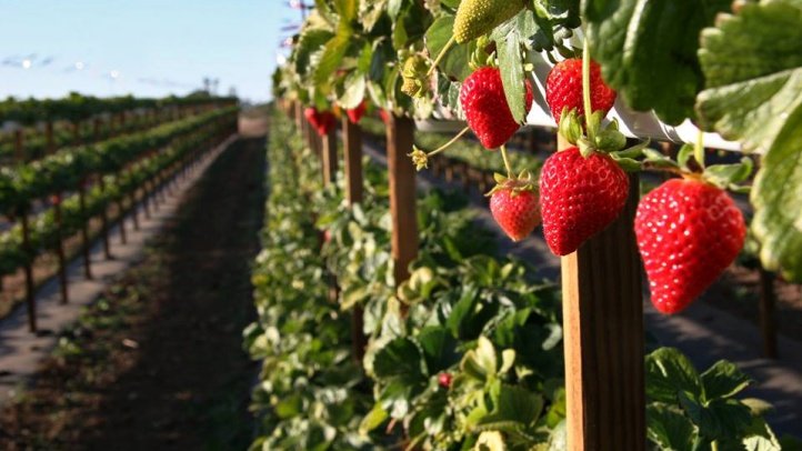 tanakafarmswalkthefarm