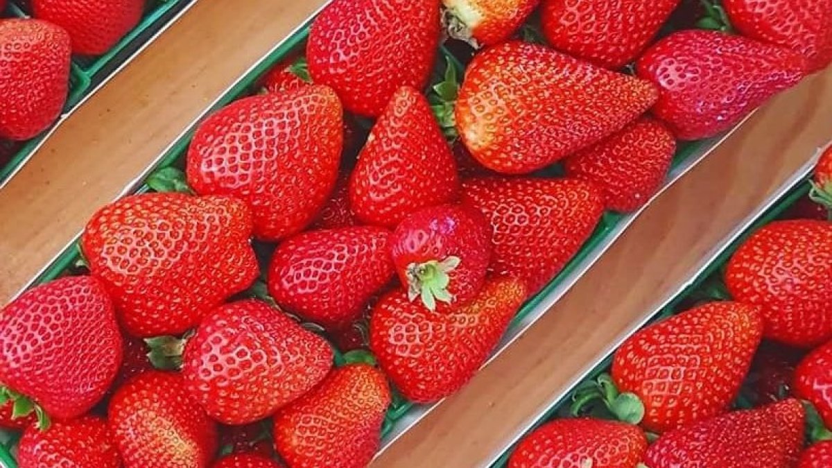 Strawberry Picking Opens at Tanaka Farms NBC Los Angeles