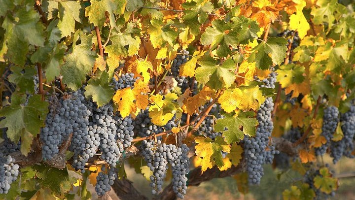 temeculawinegrowerssept