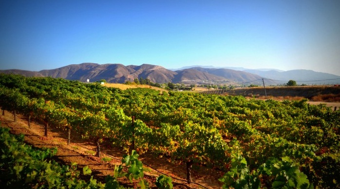 temeculawinesky