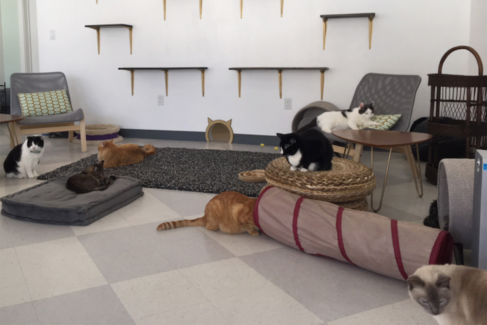Cat Cafés New Purrfect Paradises for AtRisk Shelter Cats NBC Los