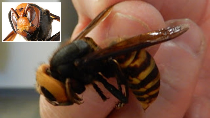 Nothing to Fear Yet From Murder Hornets, UC Riverside Entomologist Says ...