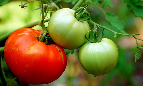 tomatoevinepretty
