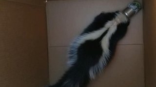Skunk in Imperial Beach got its head stuck in a tin can