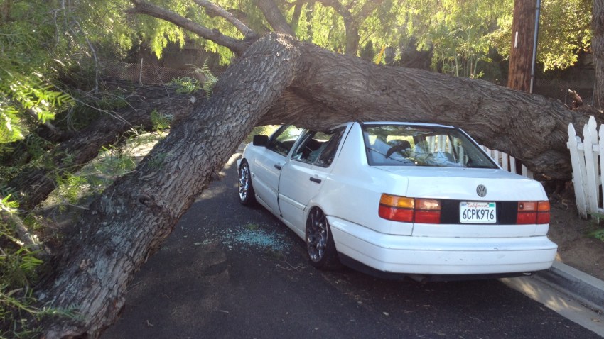 tree crash