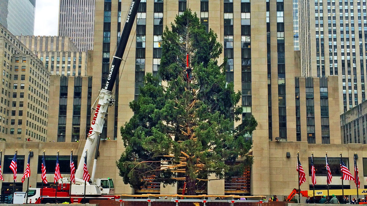 Rockefeller Center Tree Goes Up In New York City Nbc Los Angeles