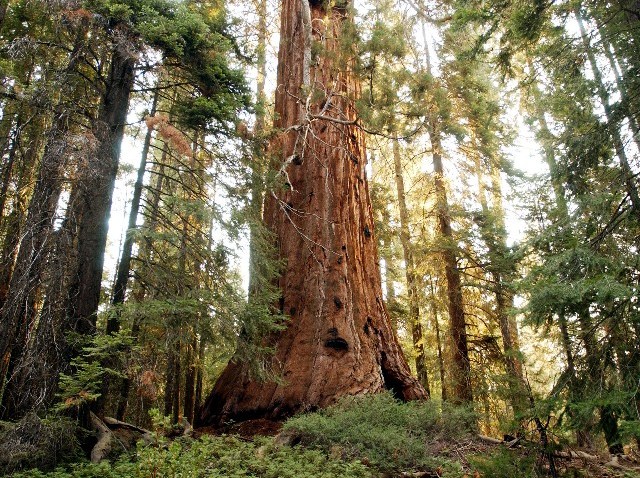 treesequoia_1176003