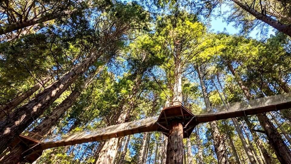 Trees Of Mystery Opens The Redwood Canopy Trail Nbc Los Angeles