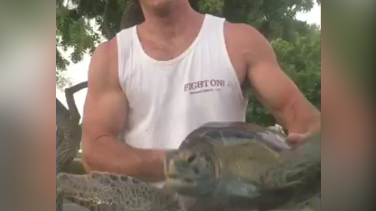 Man Sends Sea Turtle Back to Ocean After Rescue NBC Los Angeles