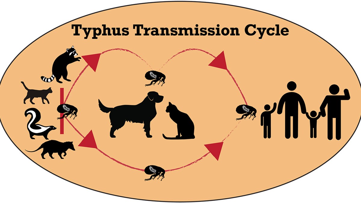 Pasadena Reports Epidemic Levels of Typhus Fever in 2018 – NBC Los Angeles