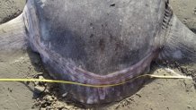 uc-santa-barbara-hoodwinker-sunfish-above-view-clavus-3