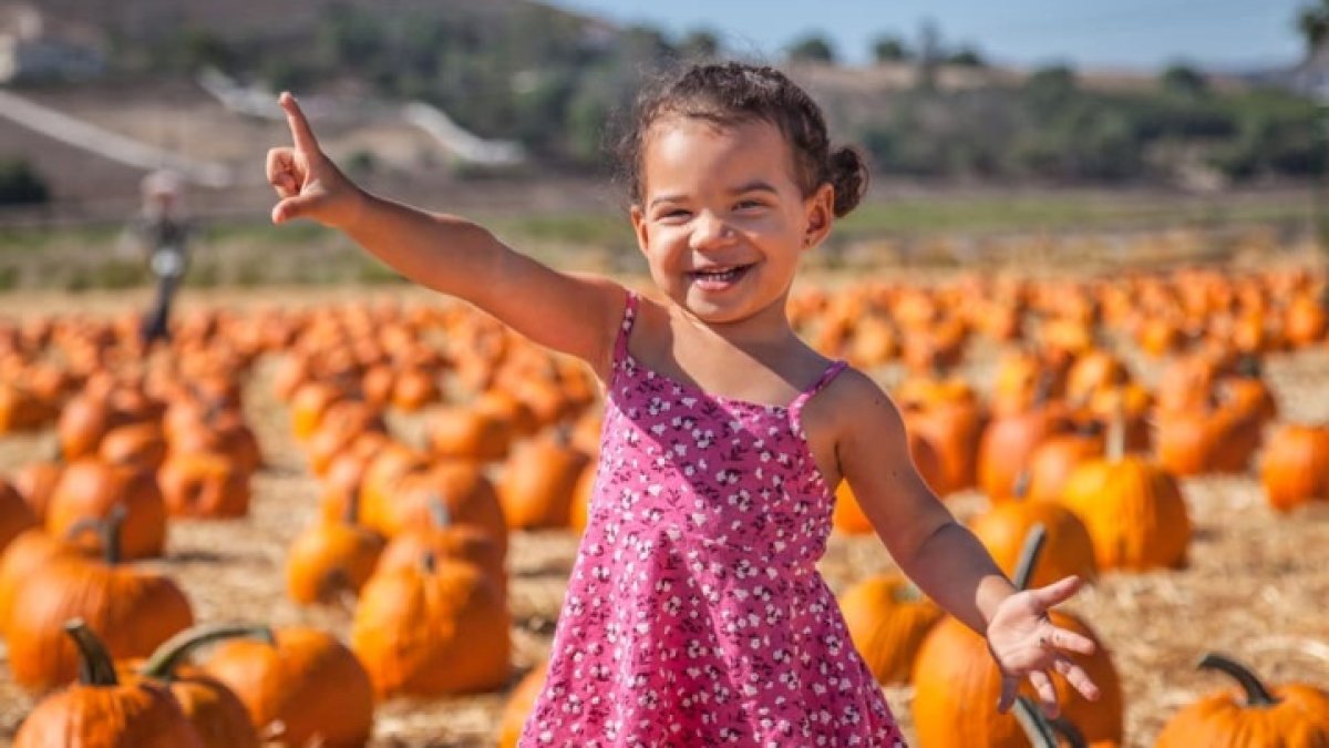 Fall Harvest Festival Opens at Underwood Family Farms NBC Los Angeles