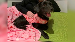 Valentina is one of 21 dogs rescued in February by the Inland Valley Humane Society & SPCA from a home in Ontario.