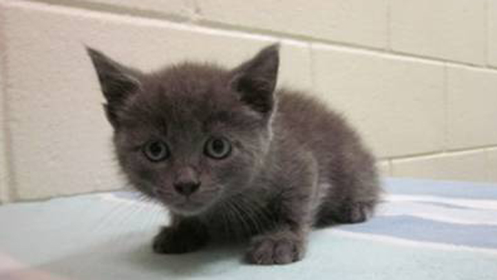 July 2011 Cat Licensing