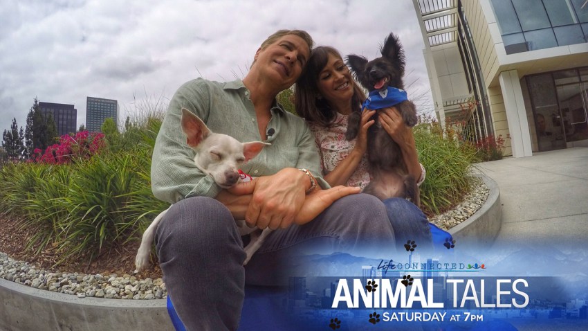 web_Animal-Tales-2