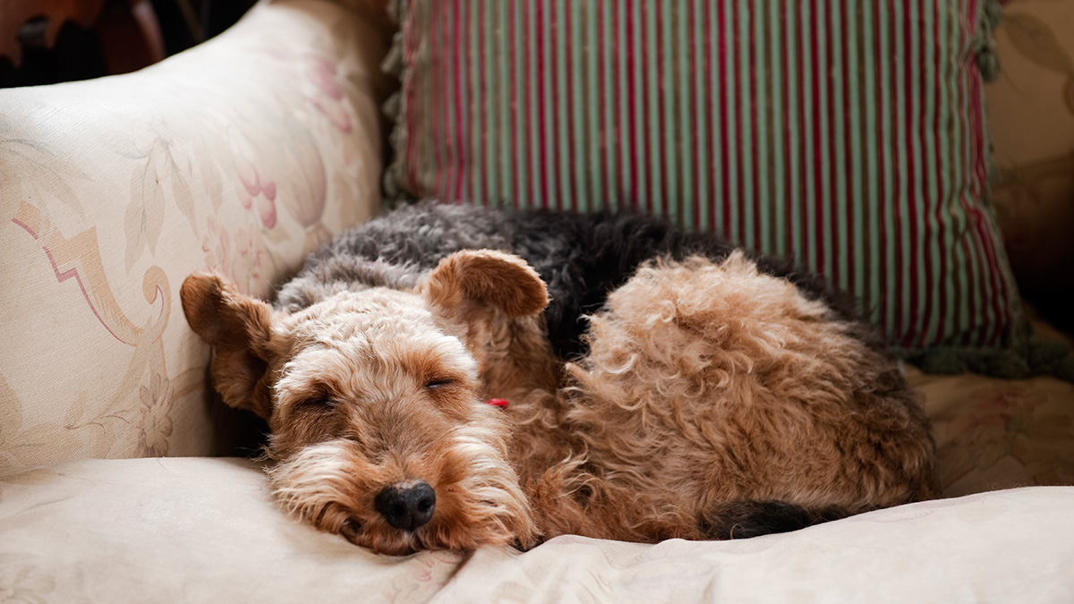 11 of the Best Dog Breeds for Senior Citizens NBC Los Angeles