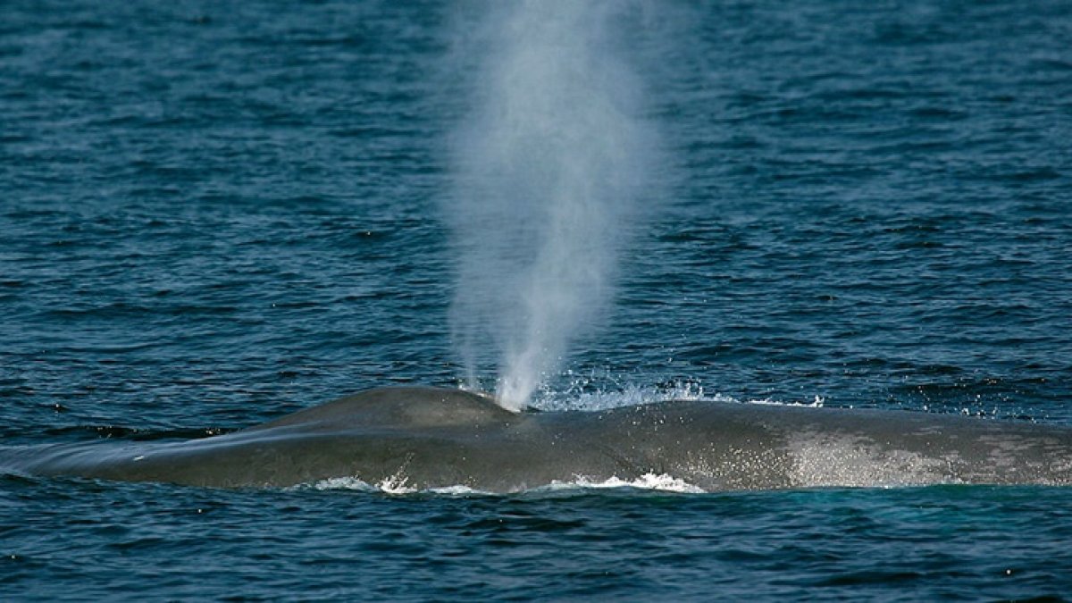 Blue Whales Spotted Near Long Beach – NBC Los Angeles