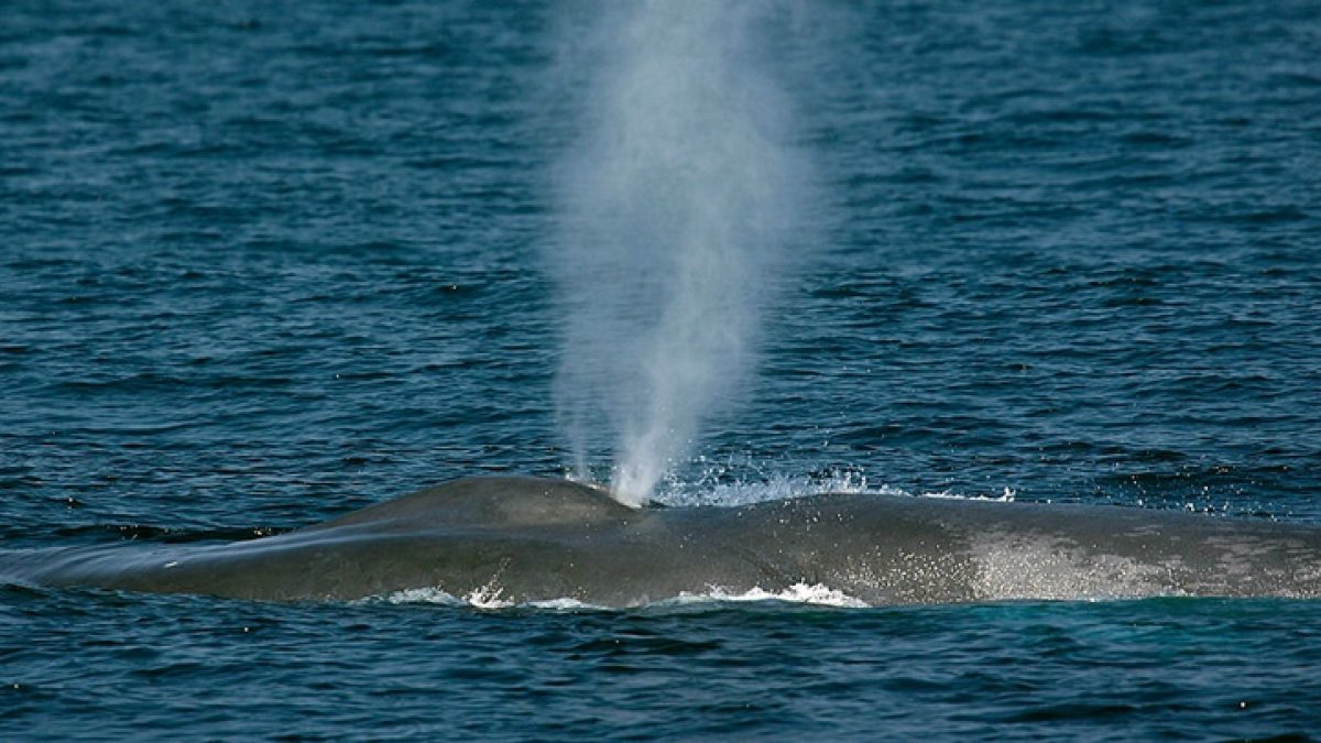 Blue Whales Spotted Near Long Beach – NBC Los Angeles Blue Whales Spotted Near Long Beach – NBC Los Angeles