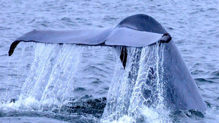 whalefestflukemonterey1
