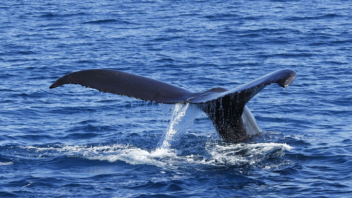 whalemikemeyersdanawharf