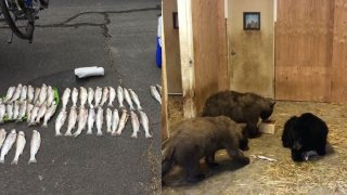 Trout and bears are seen in side-by-side images