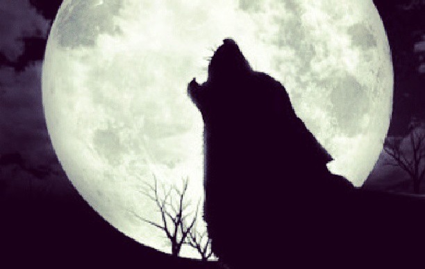 wolfdiscoverysantaana1