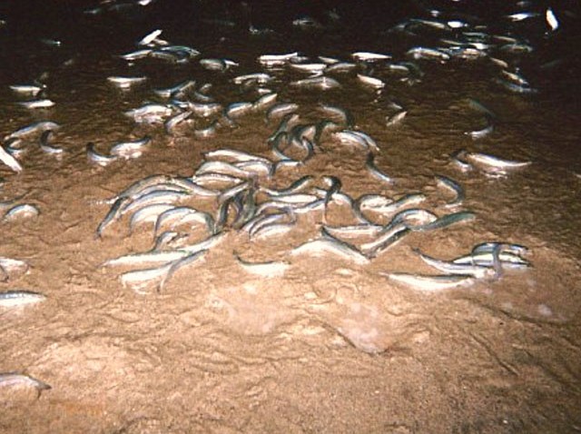 wydt-grunion