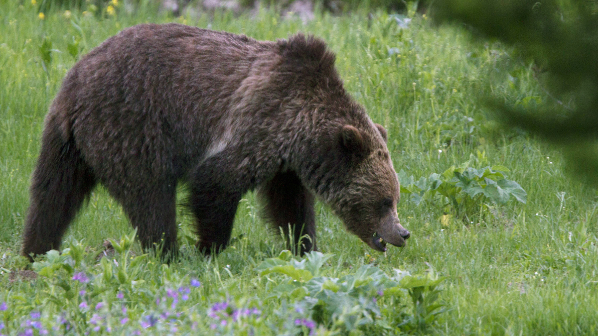 Grizzly Bear Shot, Killed After Fatal Attack of California Woman – NBC