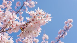 "Sakura" Cherry Blossoms at the riverside