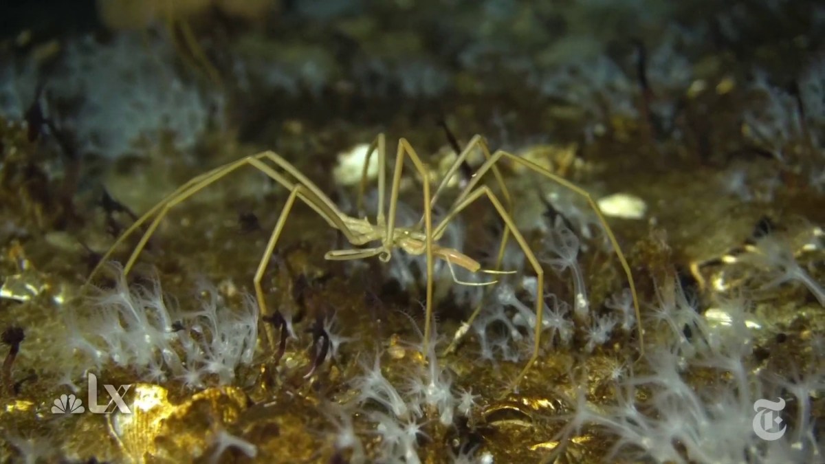 Scientists Are Studying Antarctic Sea Spiders to Learn About Climate Change - NBC Southern California