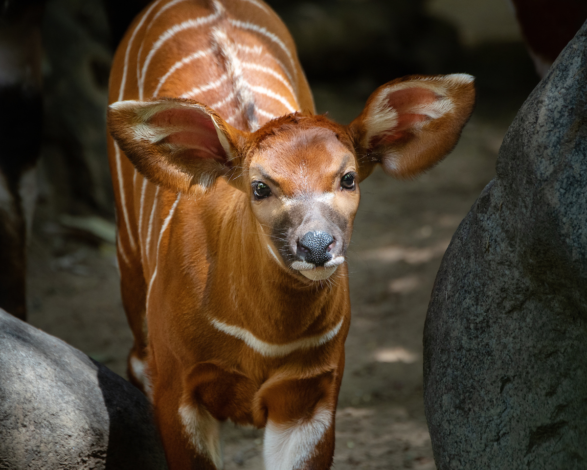 Meet LA Zoo’s Beautiful Baby Bongo NBC Los Angeles