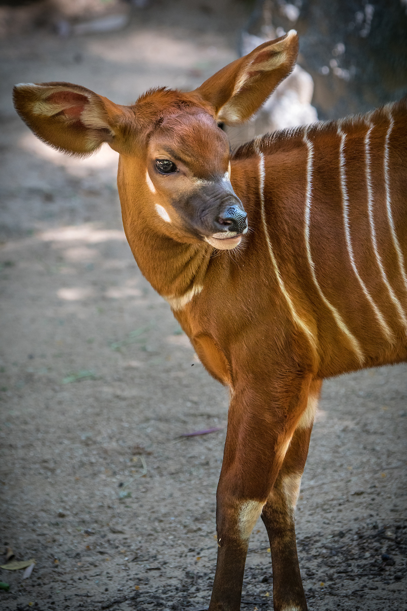 Meet LA Zoo’s Beautiful Baby Bongo NBC Los Angeles