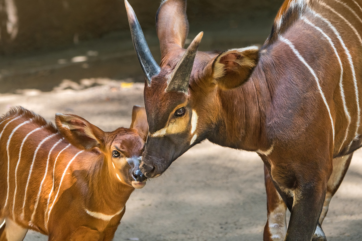 Meet LA Zoo’s Beautiful Baby Bongo – NBC Los Angeles