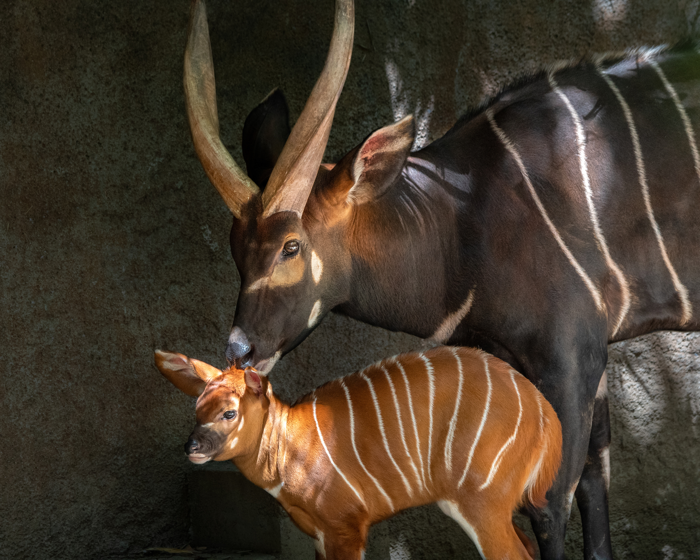 Meet LA Zoo’s Beautiful Baby Bongo NBC Los Angeles