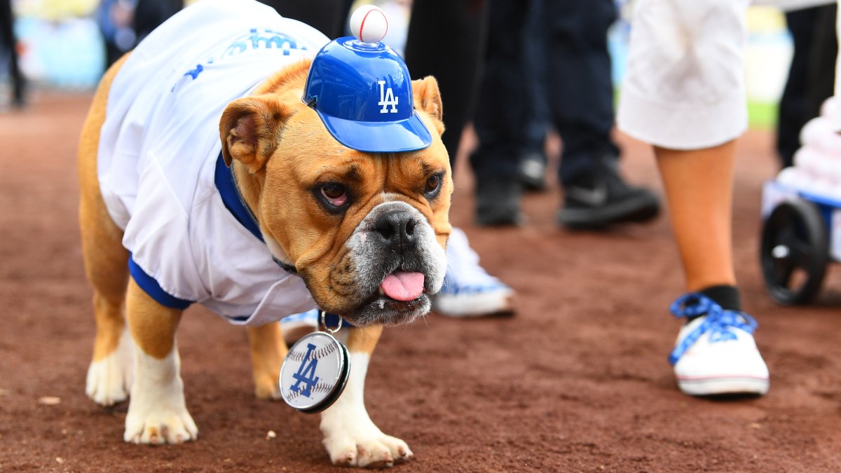 Fan's Best Friend: Send Your Dog to Dodger Stadium as a Cardboard Cutout –  NBC Los Angeles