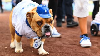 English Bulldog Patron #1 Los Angeles dodgers fan