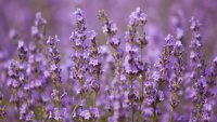Have you herb the good word? June is lavender time in Santa Barbara