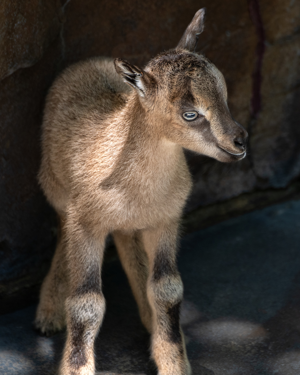 The goat is "... native to the hillsides of the Himalayan Mountains, where they can live at elevations of up to 11,000 feet."